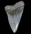 Large, Fossil Mako Shark Tooth - Georgia #75064-1